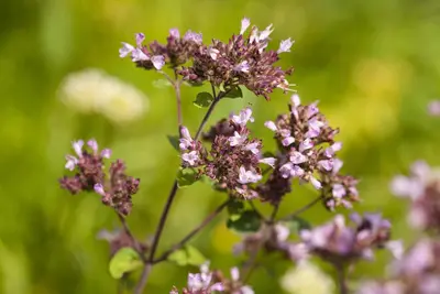 Origanum vulgare (Oregano) ø14 cm - afbeelding 68