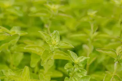 Origanum vulgare (Oregano) ø14 cm - afbeelding 76