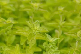 Origanum vulgare (Oregano) ø14 cm - afbeelding 76
