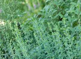Origanum vulgare (Oregano) ø14 cm - afbeelding 74