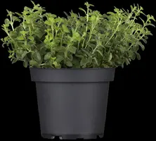 Origanum vulgare (Oregano) ø14 cm - afbeelding 4