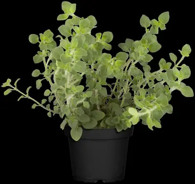 Origanum vulgare (Oregano) ø14 cm - afbeelding 39