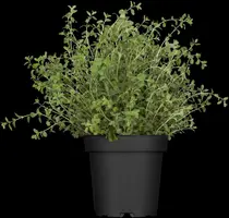 Origanum vulgare (Oregano) ø14 cm - afbeelding 10
