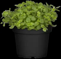Origanum vulgare (Oregano) ø14 cm - afbeelding 69