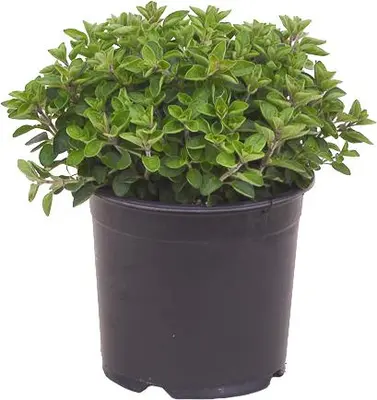 Origanum vulgare (Oregano) ø14 cm - afbeelding 1