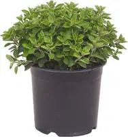 Origanum vulgare (Oregano) ø14 cm - afbeelding 1