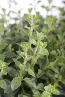 Origanum vulgare (Oregano) ø14 cm - afbeelding 3