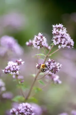 Origanum vulgare (Oregano) ø14 cm - afbeelding 8