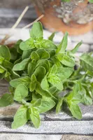 Origanum vulgare (Oregano) ø14 cm - afbeelding 18