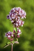 Origanum vulgare (Oregano) ø14 cm - afbeelding 24
