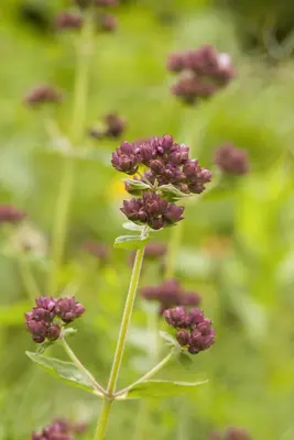 Origanum vulgare (Oregano) ø14 cm - afbeelding 27