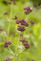 Origanum vulgare (Oregano) ø14 cm - afbeelding 27