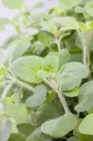 Origanum vulgare (Oregano) ø14 cm - afbeelding 32