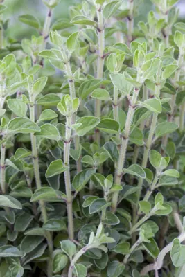 Origanum vulgare (Oregano) ø14 cm - afbeelding 35