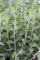 Origanum vulgare (Oregano) ø14 cm - afbeelding 35