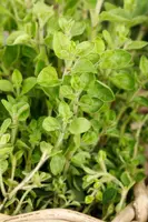 Origanum vulgare (Oregano) ø14 cm - afbeelding 43