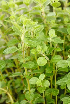 Origanum vulgare (Oregano) ø14 cm - afbeelding 50