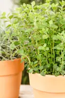 Origanum vulgare (Oregano) ø14 cm - afbeelding 52
