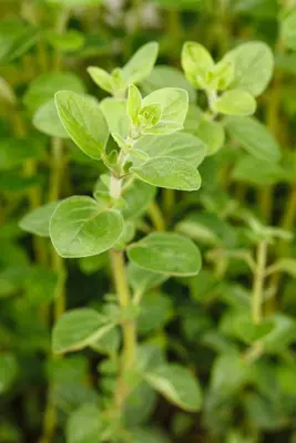 Origanum vulgare (Oregano) ø14 cm - afbeelding 56