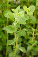 Origanum vulgare (Oregano) ø14 cm - afbeelding 56
