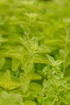 Origanum vulgare (Oregano) ø14 cm - afbeelding 77