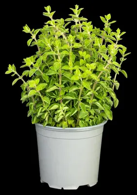 Origanum vulgare (Oregano) ø14 cm - afbeelding 75