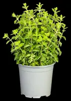 Origanum vulgare (Oregano) ø14 cm - afbeelding 75