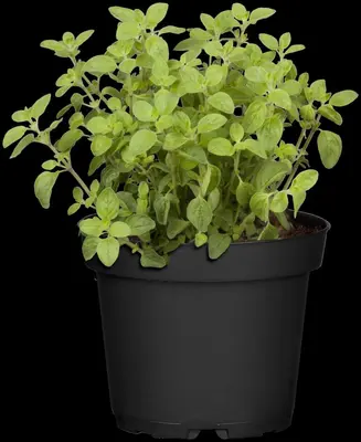 Origanum vulgare (Oregano) ø14 cm - afbeelding 37