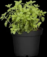 Origanum vulgare (Oregano) ø14 cm - afbeelding 37