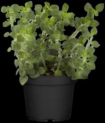Origanum vulgare (Oregano) ø14 cm - afbeelding 63