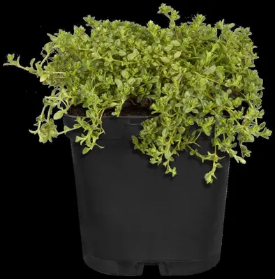 Origanum vulgare (Oregano) ø14 cm - afbeelding 62