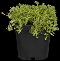 Origanum vulgare (Oregano) ø14 cm - afbeelding 62