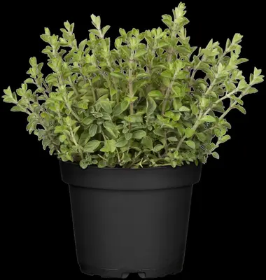 Origanum vulgare (Oregano) ø14 cm - afbeelding 71