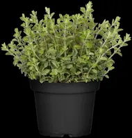 Origanum vulgare (Oregano) ø14 cm - afbeelding 71