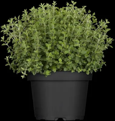 Origanum vulgare (Oregano) ø14 cm - afbeelding 11