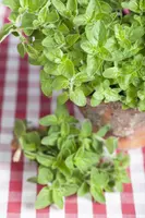 Origanum vulgare ssp. hirtum (Marjolein) - afbeelding 1