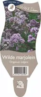 Origanum vulgare (Wilde marjolein) - afbeelding 1