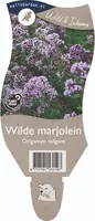 Origanum vulgare (Wilde marjolein) - afbeelding 1
