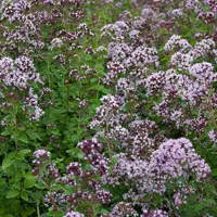 Origanum vulgare (Wilde marjolein) - afbeelding 2