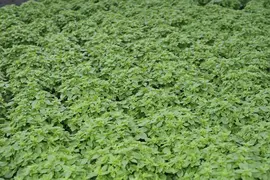 Origanum vulgare (wilde marjolein of oregano) 15cm - afbeelding 77