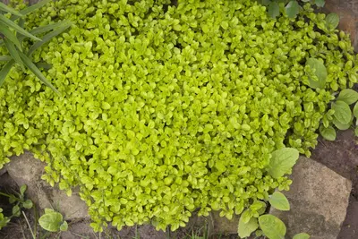 Origanum vulgare (wilde marjolein of oregano) 15cm - afbeelding 9