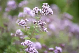 Origanum vulgare (wilde marjolein of oregano) 15cm - afbeelding 13