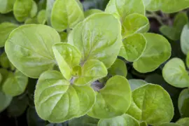 Origanum vulgare (wilde marjolein of oregano) 15cm - afbeelding 18