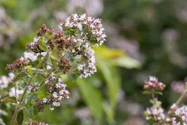 Origanum vulgare (wilde marjolein of oregano) 15cm - afbeelding 23