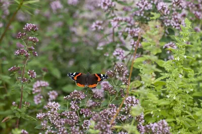 Origanum vulgare (wilde marjolein of oregano) 15cm - afbeelding 24