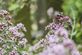 Origanum vulgare (wilde marjolein of oregano) 15cm - afbeelding 25