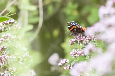 Origanum vulgare (wilde marjolein of oregano) 15cm - afbeelding 26