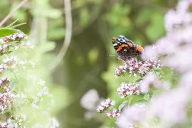 Origanum vulgare (wilde marjolein of oregano) 15cm - afbeelding 26