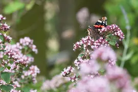 Origanum vulgare (wilde marjolein of oregano) 15cm - afbeelding 29