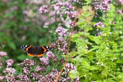 Origanum vulgare (wilde marjolein of oregano) 15cm - afbeelding 30